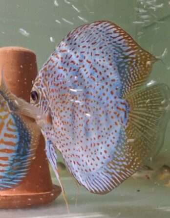 Couple leopard x turquoise rouge male