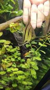 Scalaires manacapuru type wild