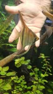 Scalaires manacapuru type wild