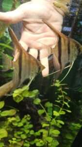 Scalaires manacapuru type wild