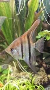 Scalaires manacapuru type wild