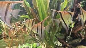 Scalaires manacapuru type wild