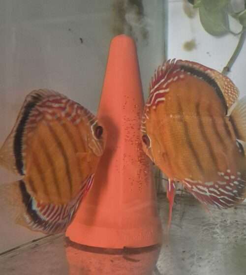 couple-Discus-Lago-Obidos-Brazil