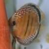 Discus Obidos wild femelle