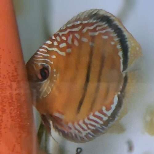 Discus Obidos wild femelle
