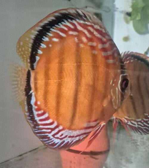 Discus Obidos F1 pré-vente