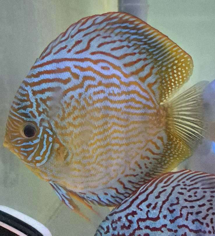 Discus Turquoise rouge selection 21