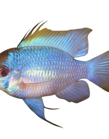 Microgeophagus Ramirezi bleus (5 6 cm)