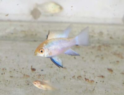Ramirezi bleu 3cm