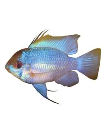 ramirezi-bleu-adulte-male Ramirezi bleu adulte