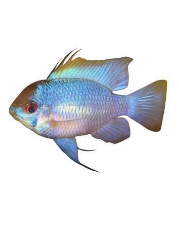 Ramirezi bleu adulte