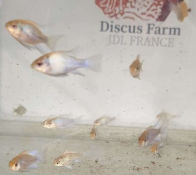 groupe Ramirezi bleu 3cm