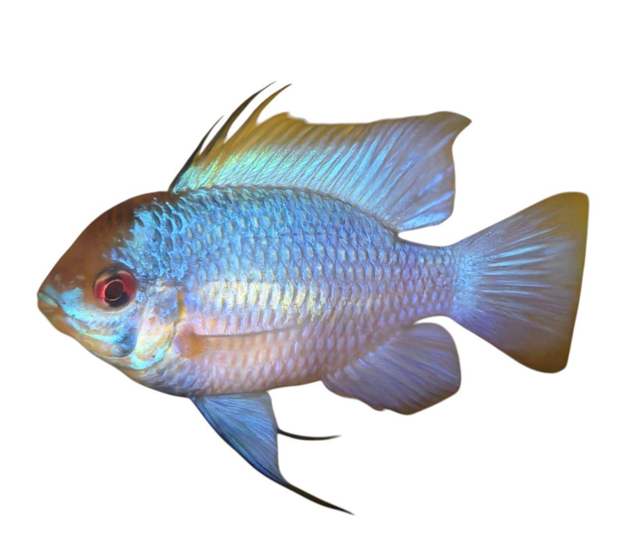 Ramirezi bleu adulte