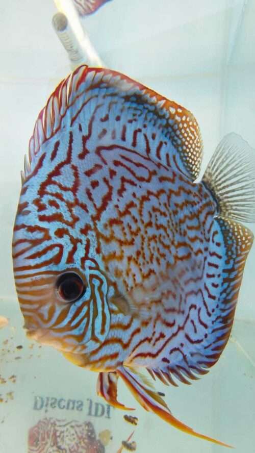 Discus Mosaic Turquoise