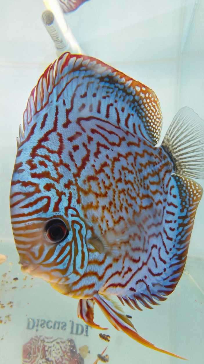 Discus Mosaic Turquoise