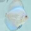 Discus-Deep-reflexion-6cm Discus reflexion Deep