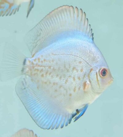 Discus reflexion Deep