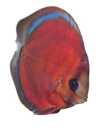 Discus-red-blue-rim-2 Discus red blue rim