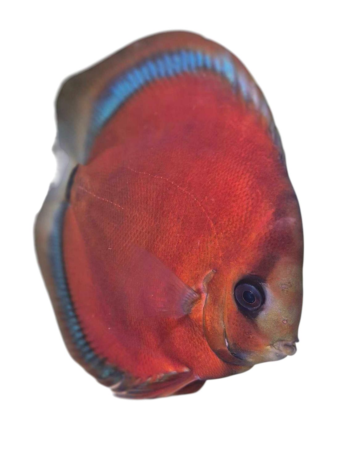 Discus red blue rim