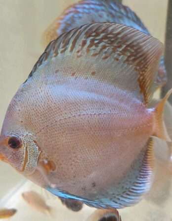 discus solid blue scorpion