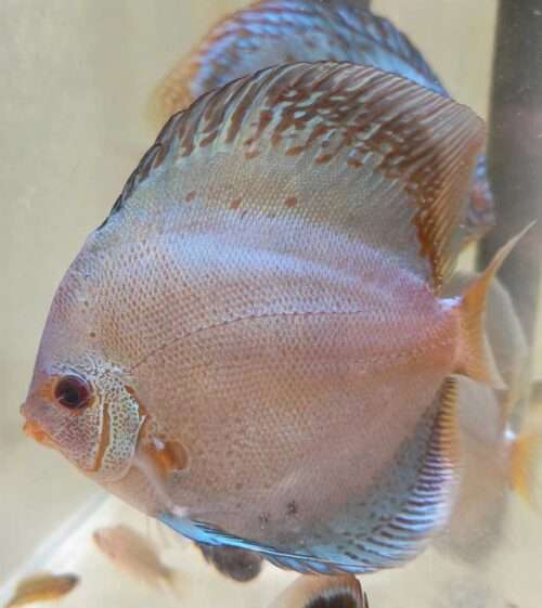 discus solid blue scorpion