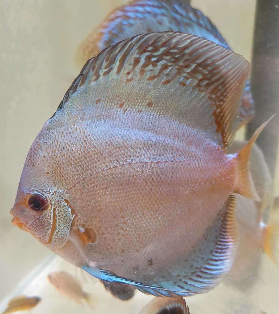 discus solid blue scorpion