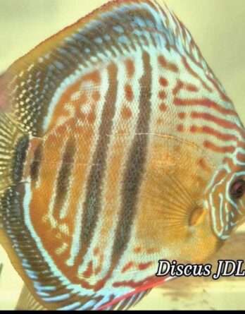 Discus Selection