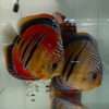 2026/02/39350.jpg Discus ICA JDL
