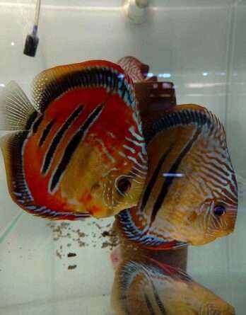 Discus ICA JDL