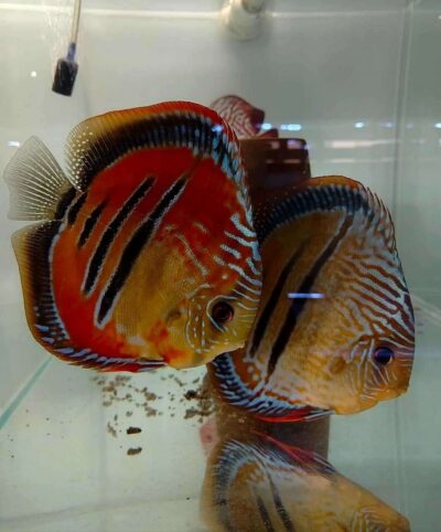 Discus ICA JDL