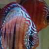 2026/02/43523.jpg Discus ICA Tw x Ica F1