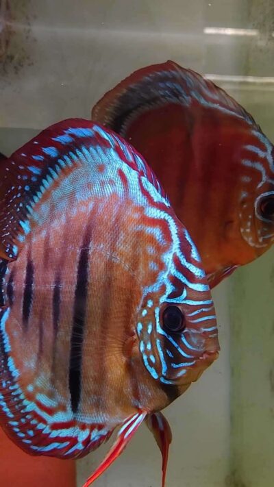 Discus ICA Tw x Ica F1