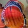 2026/02/43525.jpg Discus ICA Tw x Ica F1