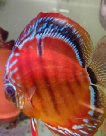 Discus ICA Tw x Ica F1