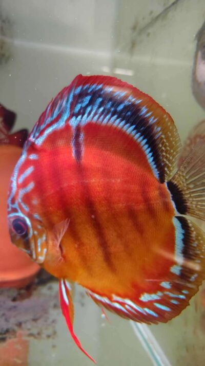 Discus ICA Tw x Ica F1