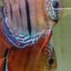 2026/02/43526.jpg Discus ICA Tw x Ica F1