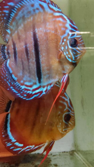 Discus ICA Tw x Ica F1