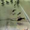 Corydoras Black Venezuela