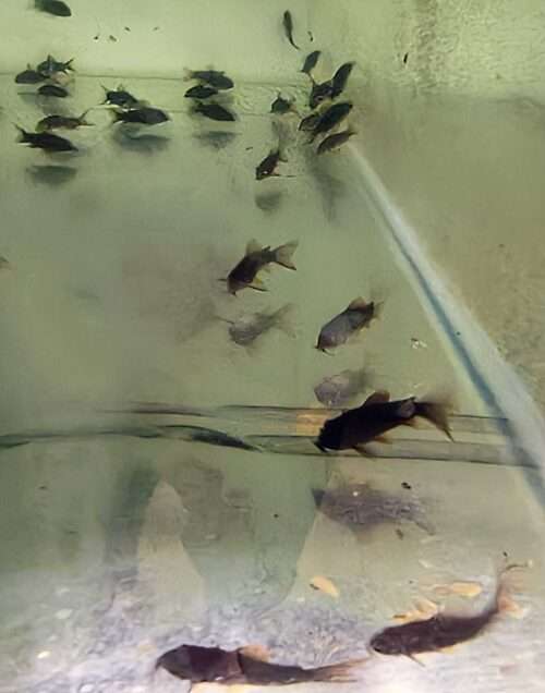 Corydoras Black Venezuela