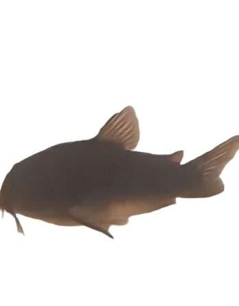 Corydoras Black Venezuela