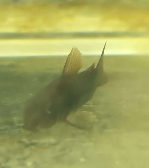 Corydoras Black Venezuela