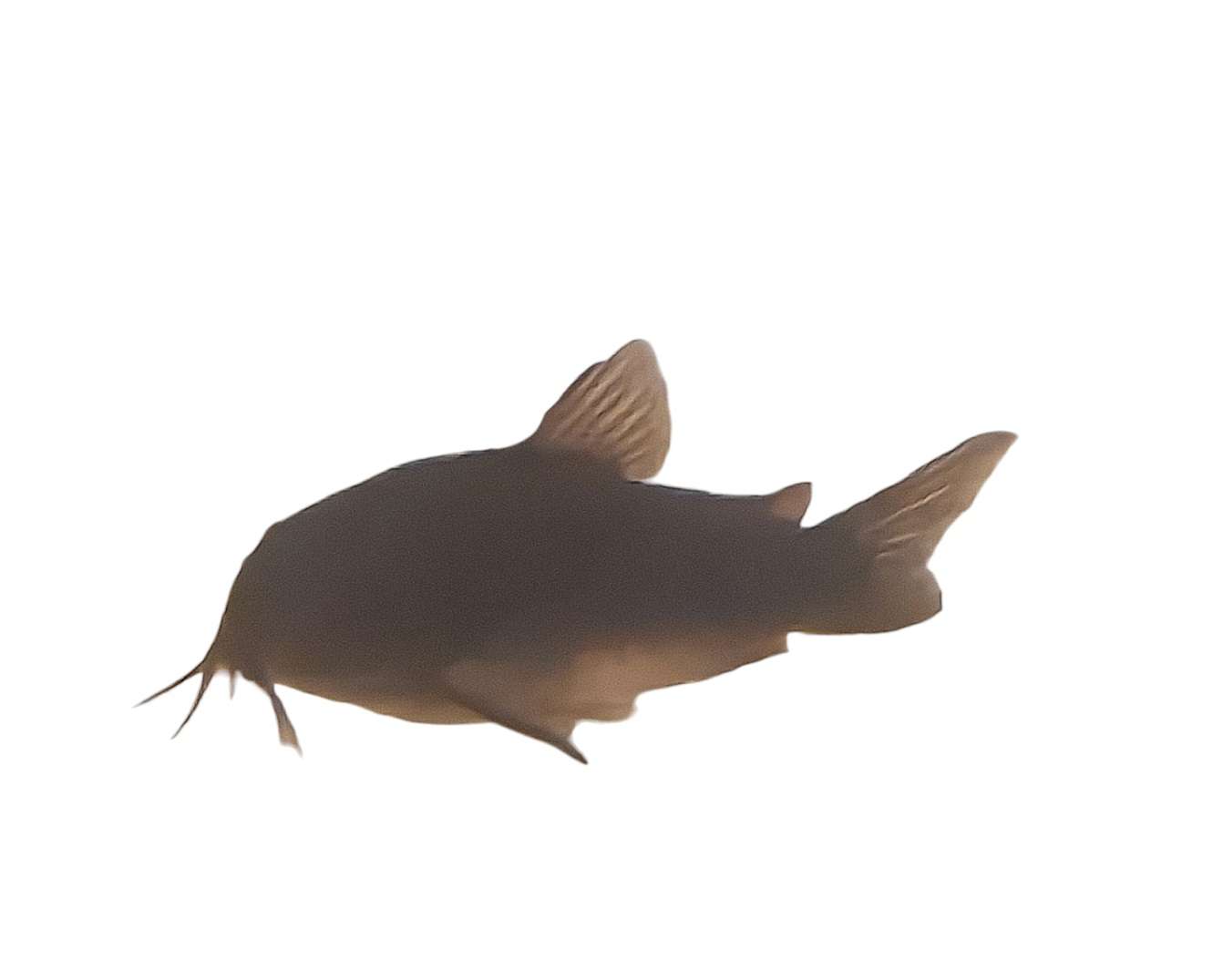 Corydoras Black Venezuela