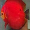 Discus Deep Red Femelle