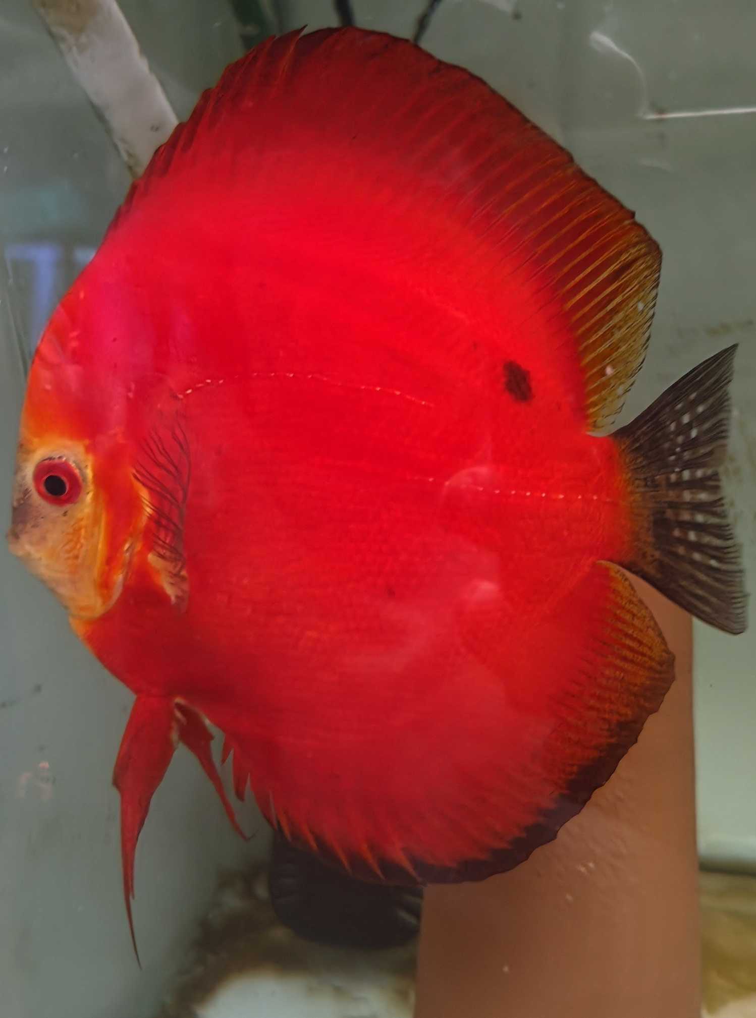 Discus Deep Red Femelle
