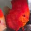Discus Deep Red Male