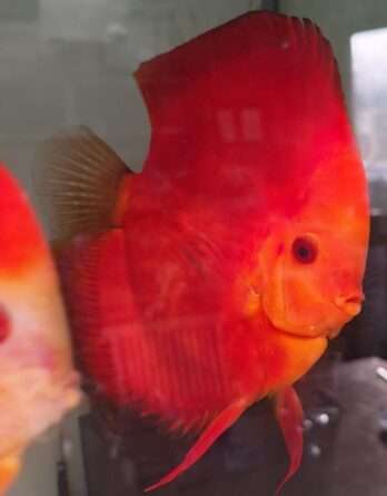 Discus Deep Red Male