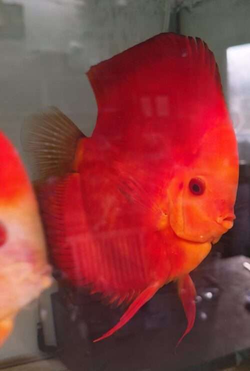 Discus Deep Red Male