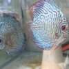 Couple Discus Turquoise Tiger