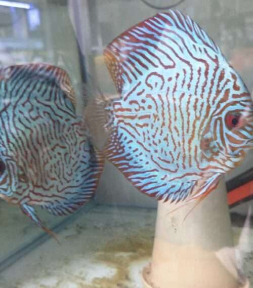 Couple Discus Turquoise Tiger