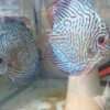 Couple Discus Turquoise Tiger